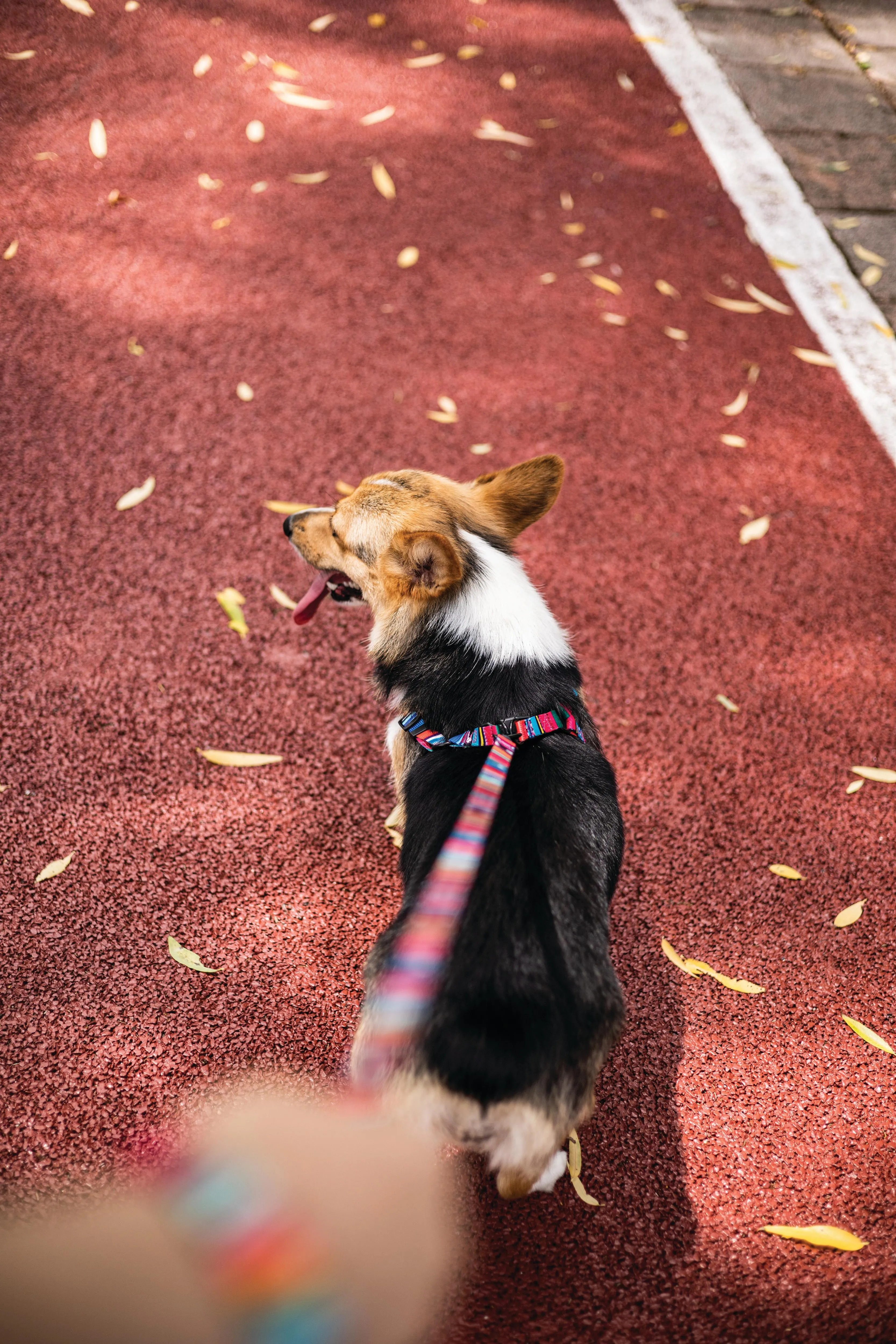 URBAN STYLE Jazz Stripes Leash
