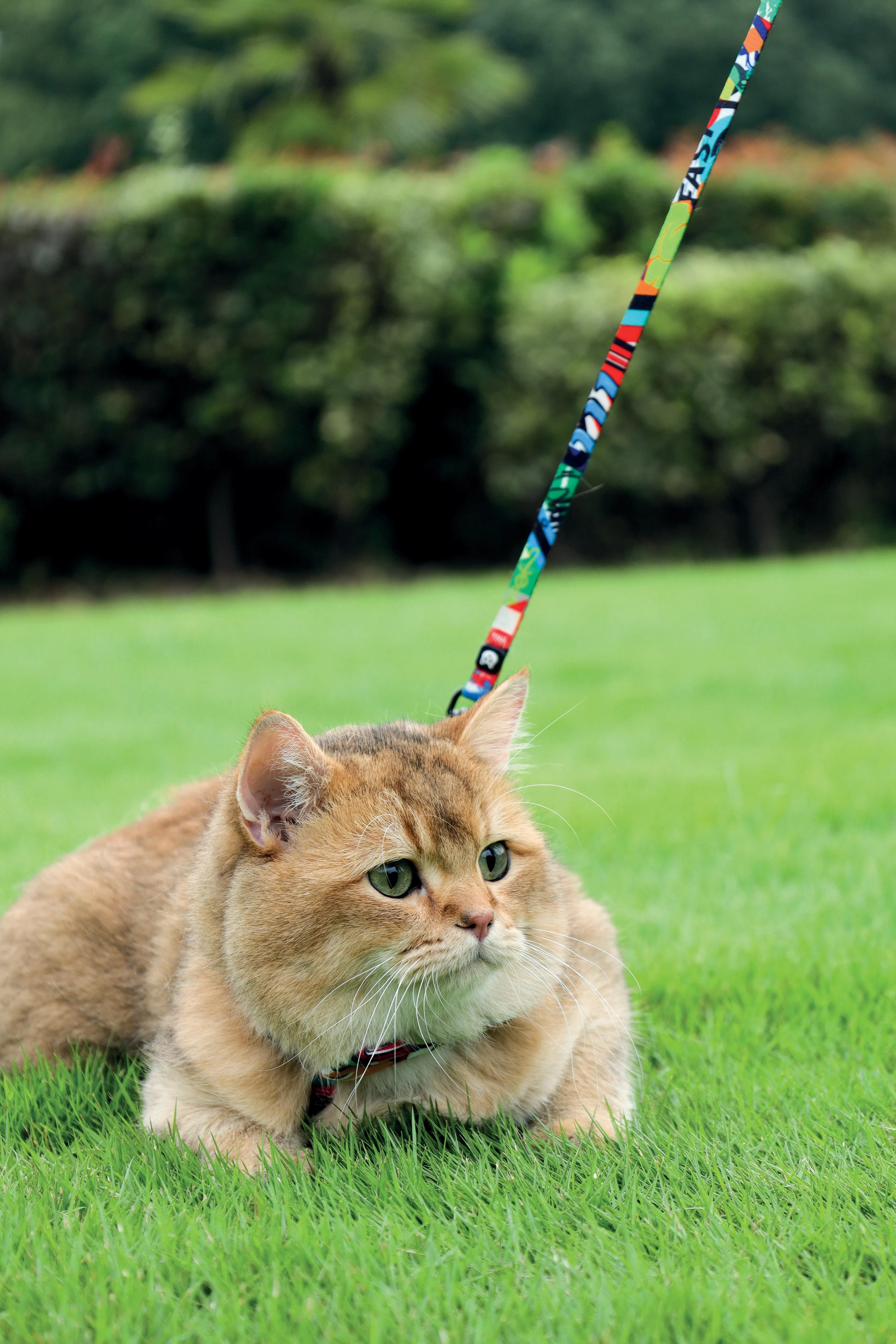 URBANSTYLE Freestyle Cat ECO SET (harness & leash)