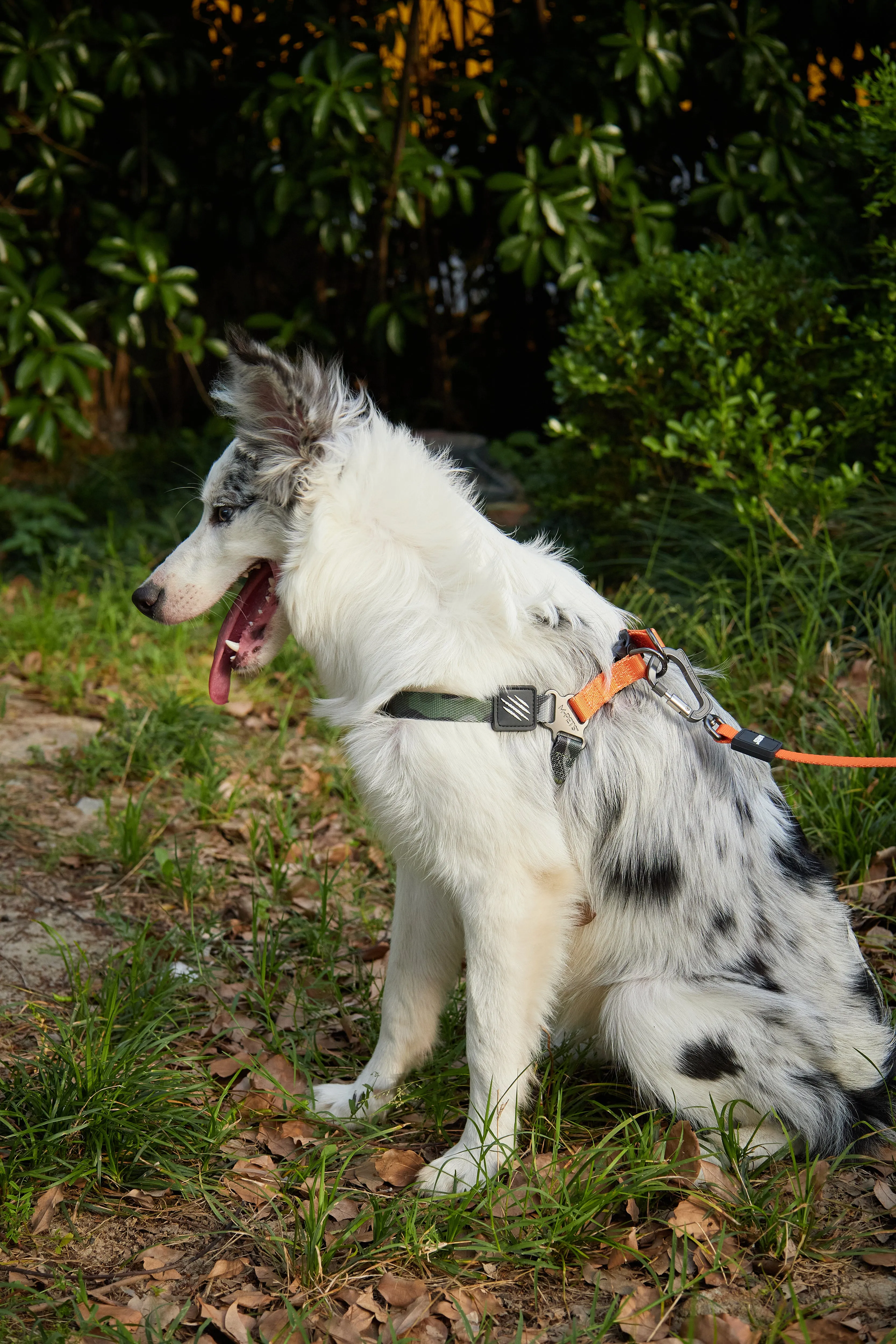 WILD Jungle Collar