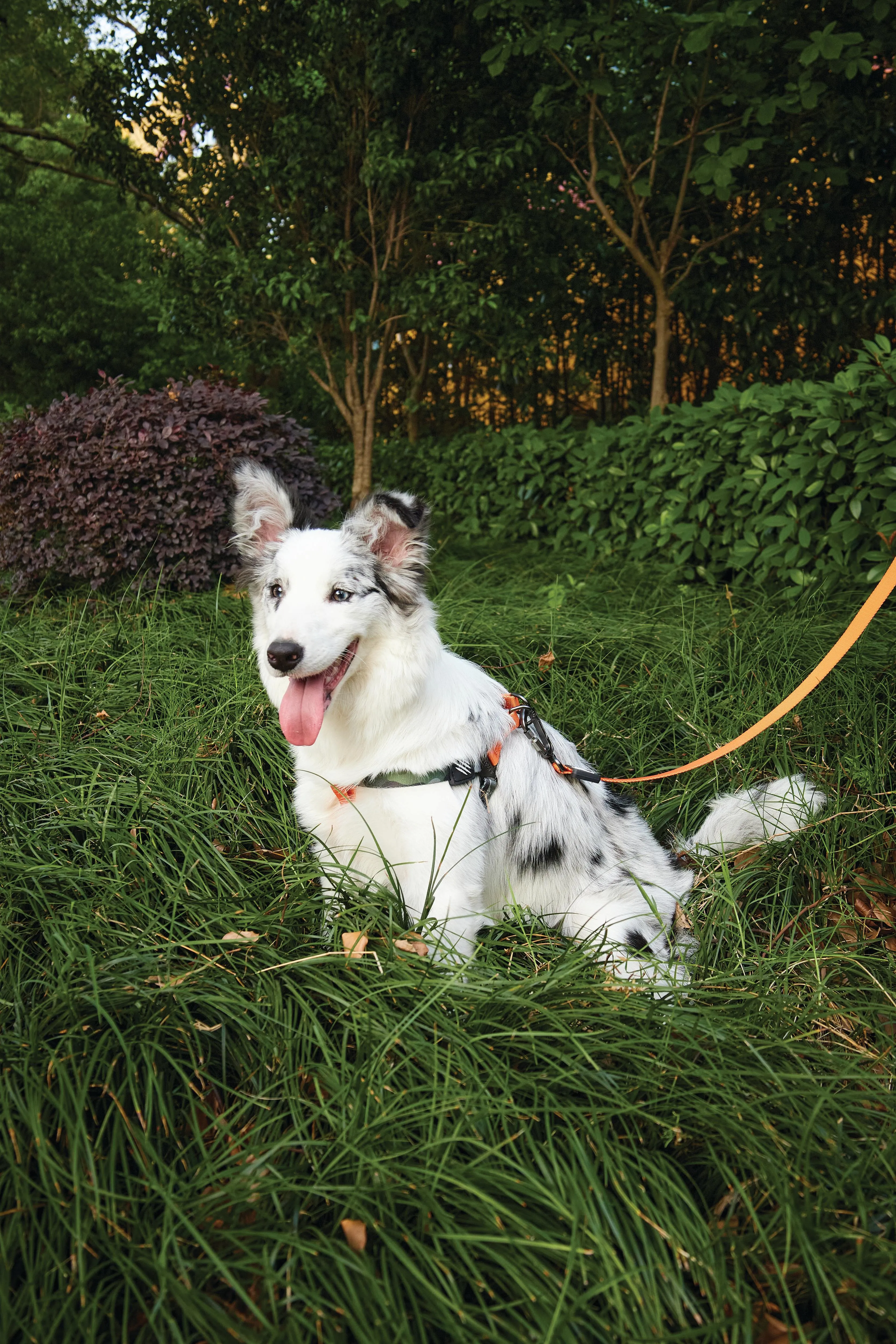 WILD Jungle Collar