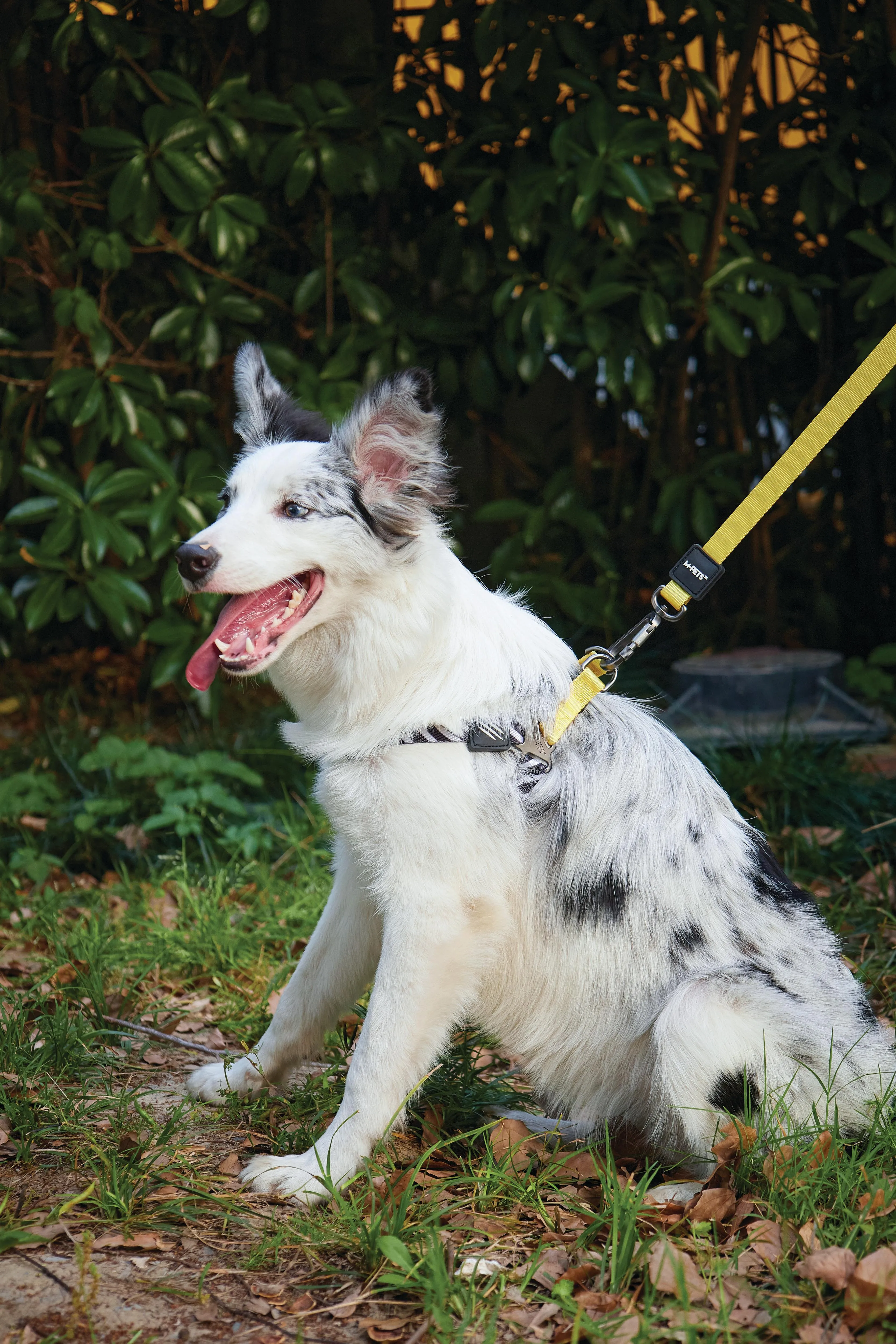 WILD Safari Leash Regular